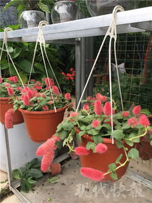 來南京趕花卉大集 過個 花樣百出 的國慶節(jié)