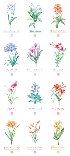 【百合花合集】水彩 插畫 教程 花卉 植物 小清新 手繪 圖源網(wǎng)絡 侵刪 by 墨巷懷人