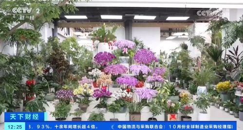 從禮品變?yōu)榇蟊娤M品,鮮花經(jīng)濟更接地氣,花卉產(chǎn)業(yè)鏈正在促進消費升級