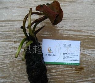 供應(yīng)優(yōu)秀水生植物+水生花卉+睡蓮+子午蓮+水芹花_農(nóng)副產(chǎn)品_世界工廠網(wǎng)中國(guó)產(chǎn)品信息庫(kù)