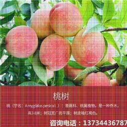 新聞資訊 特高產(chǎn)桃樹(shù)苗供應(yīng) 錦花桃苗出售 公司 歡迎您