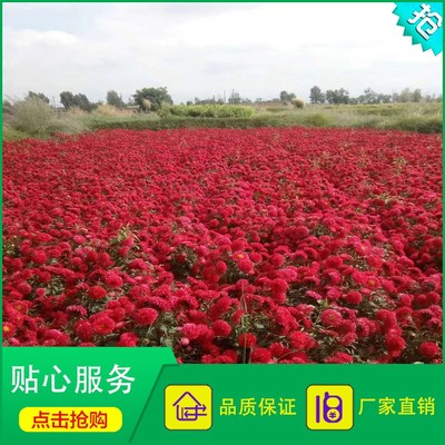 廠家直銷花卉種子 優(yōu)質(zhì)翠菊種子 重瓣紅色翠菊 江西臘七月 工程綠化 園藝花卉圖片_高清圖_細(xì)節(jié)圖-酒泉康達(dá)農(nóng)副產(chǎn)品專業(yè)合作社