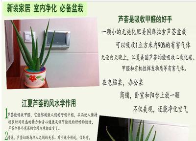 花卉盆景蘆薈盆栽批發(fā) 庫(kù)拉索蘆薈種苗_農(nóng)副產(chǎn)品_世界工廠網(wǎng)