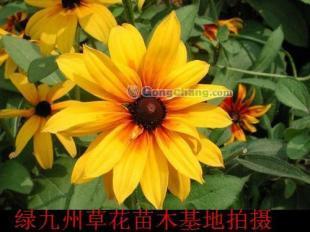 供應(yīng)山東黑心菊價(jià)格 綠化草花價(jià)格宿根花卉價(jià)格_農(nóng)副產(chǎn)品_世界工廠網(wǎng)中國(guó)產(chǎn)品信息庫(kù)