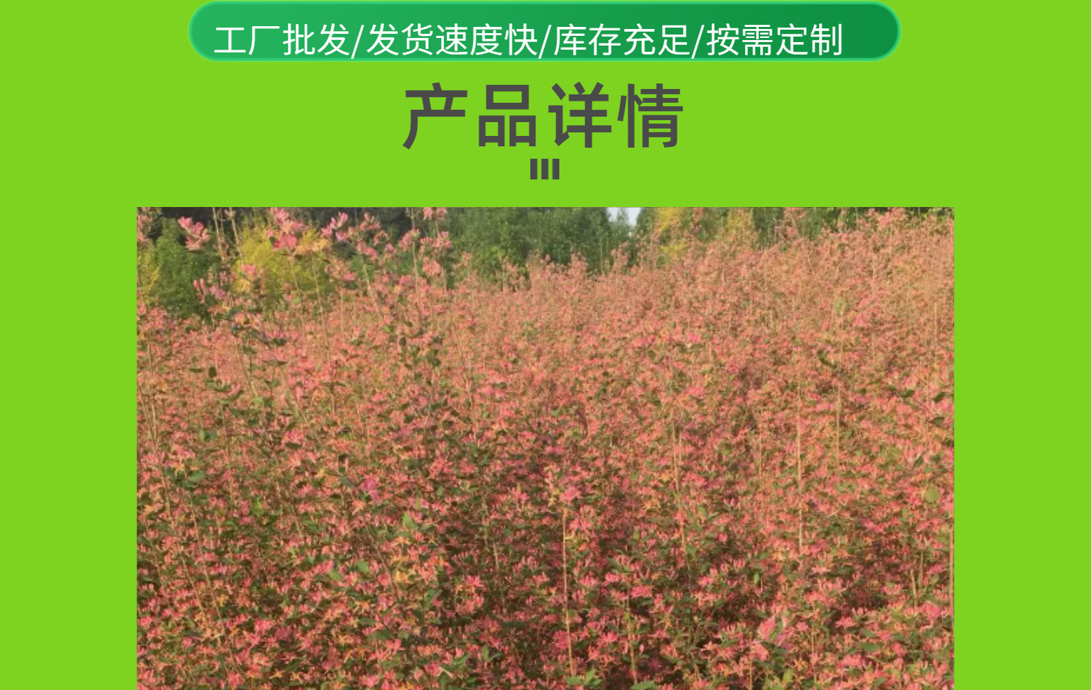 東北耐寒叢生金銀木 藍葉忍冬 紅花金銀忍冬價格合理