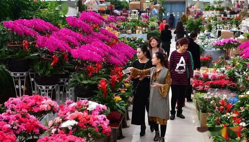 在唐山遇見(jiàn)最美的花市 心甘情愿做回花癡