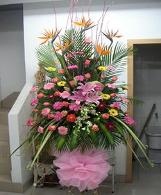 師宗網(wǎng)上花店 商品內(nèi)容 天堂鳥(niǎo) 粉色多頭百合 粉玫瑰 扶郎 黃鶯 時(shí)尚配花 綠葉 商品包裝 單層1.8米高開(kāi)業(yè)花籃