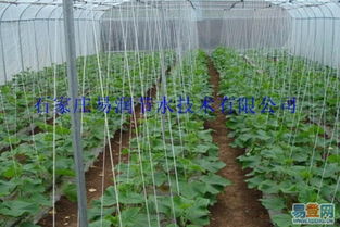 【河南鄭州花卉滴灌廠家直銷 服務(wù)周到的圖片】-鄭州 鞏義易登網(wǎng)