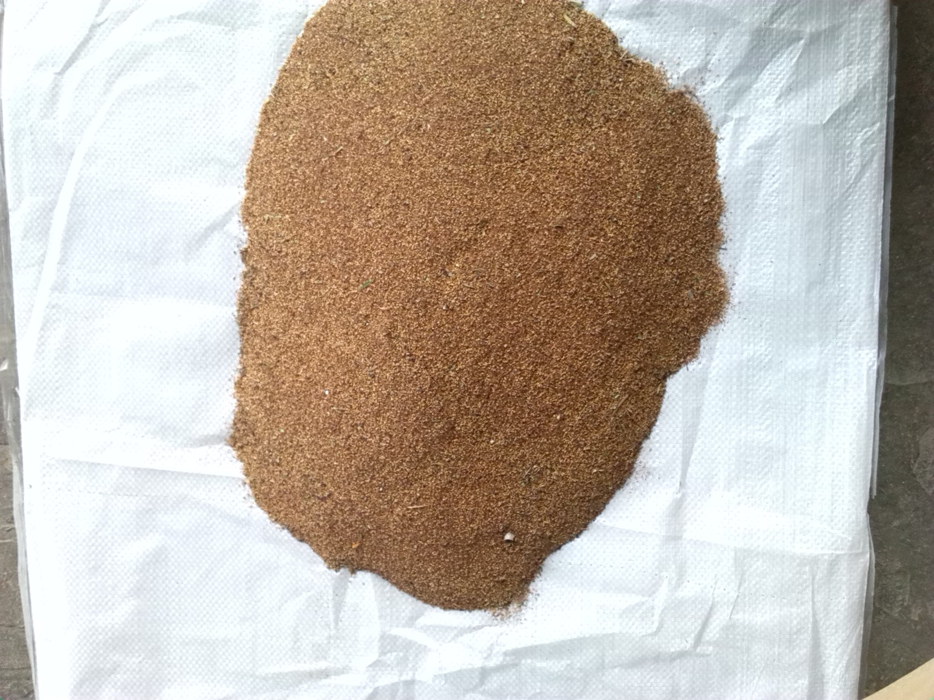 【供應(yīng)紅千層 美花紅千層種子 美花白千層種子 紅柳樹 串錢柳種子】價格,廠家,圖片,花卉種子種苗,林錫敏(個體經(jīng)營)-