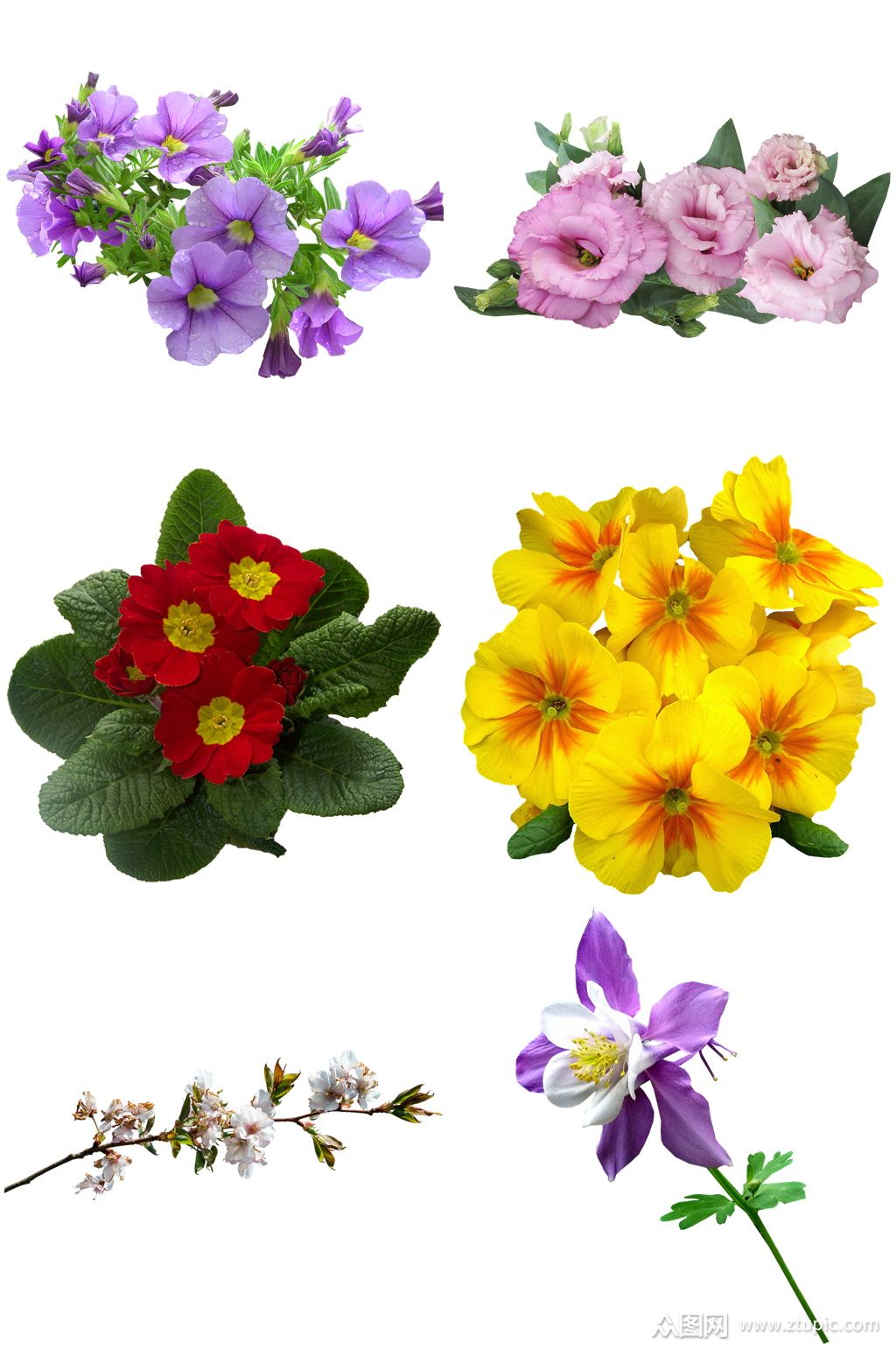 位圖 寫實(shí)花卉 植物 花朵 旱金蓮 免費(fèi)素材產(chǎn)品工業(yè)素材.