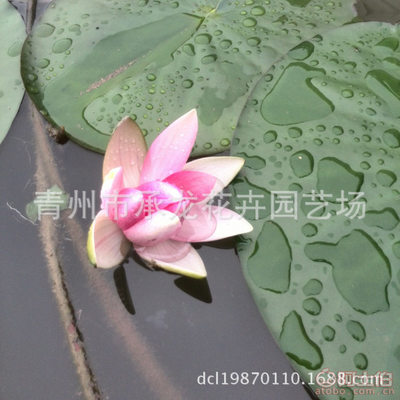 【廠家供應(yīng)青州最暢銷花卉荷花品種優(yōu)良花色鮮艷】青州市承龍花卉園藝場 - 產(chǎn)品庫