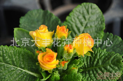 【大豐花卉廠家直銷時令草花小型盆栽花卉園林綠化迷你盆栽花卉現(xiàn)貨】北京大豐花卉種植中心 - 產(chǎn)品庫