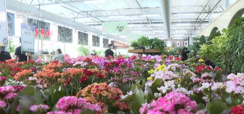 全國種苗花卉年產(chǎn)值超5000億元 美麗 經(jīng)濟綻放勃勃生機