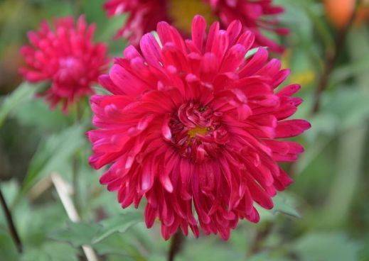 從5月23日開始,家養(yǎng)此款花卉,枝上花苞爆滿,養(yǎng)陽臺繁花似錦