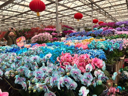 北京豐臺(tái)7大花卉市場(chǎng)集中 上新