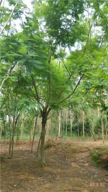 【四川藍花楹開花基地直銷,漳州藍花楹基地供應價格】綠化苗木,價格,廠家,供應商,花木,漳浦縣閩龍花卉種植園 - 產品庫